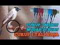 Download Lagu PALING MUDAH TALI BURUNG SIMPLE MUDAH DI BUAT