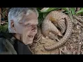 Download Lagu Judi Dench Explores Borneo’s Endangered Wilderness (4K Documentary)