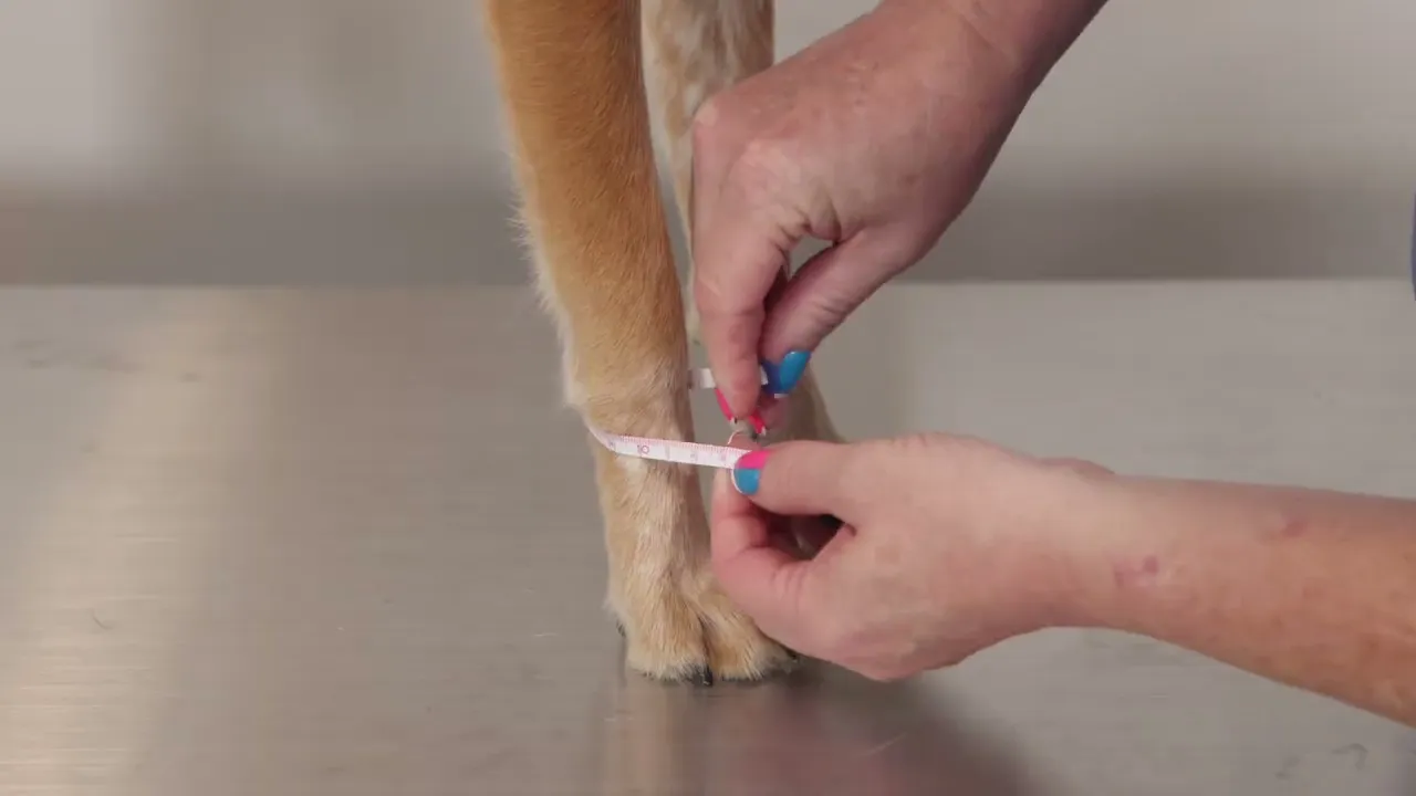Guide on how to measure for a DogLeggs carpal support for hyperextension in dogs