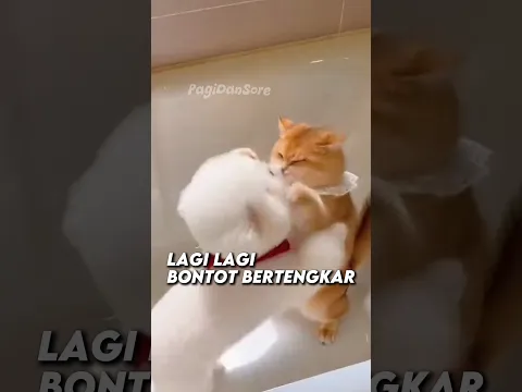 Bontot ditinggalin sendirian #shorts #kucing