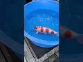 Crazy nice azukari kohaku from our partner Edo Koi Holland at Nogami Koi Farm #japan #koi #koifish