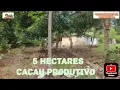 Download Lagu 5 ACRE SITE FOR SALE. HOUSE WITH POWER AND PRODUCTIVE COCOA.