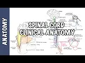 Spinal Cord - Clinical Anatomy and Physiology dermatomes blood supply shingles lumbar puncture