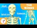 Lagu The Skeletal System - Educational Video about Bones for Kids (https://youtu.be/VHCCgrNSSOg)
