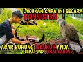 Download Lagu EMPAT CARA MUDAH PERAWATAN DASAR BURUNG TEKUKUR AGAR MENJADI PIKAT HANDAL