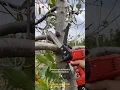 Download Lagu Best Battery Operated Powerful Small Chainsaw for Pruning 🤩