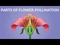 Parts of Flower Pollination for Kids