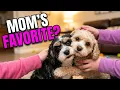 Cavapoo Puppies Battle For Mom s Attention