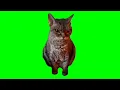 cat meme green screen