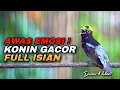 Download Lagu KONIN GACOR FULL ISIAN TEMBAKAN COCOK UNTUK TERAPI MENAIKKAN EMOSI BIRAHI KOLIBRI NINJA BAHAN LOMBA