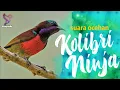 Download Lagu Suara Ocehan Kolibri Ninja | Konin Gacor Suara Tajam Masteran Konin Gacor Konslet