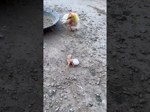 A baby pigeon hatched from the egg 😍 put it back in its nest