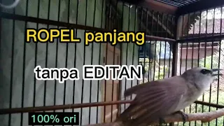 pancingan trucukan ropel panjang tanpa editan di pagi subuh bikin mabuk trucukan lain 