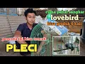 Download Lagu berawal dari sering gagal bisa ternak pleci cuma pakai sangkar gantung