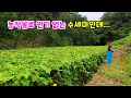 Download Lagu 농작물로 인기 없는 수세미지만...