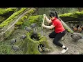 Download Lagu How To Harvest Quail Egg, goes to the market to sell - Harvesting and Cooking |Tieu Vy Daily Life