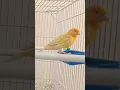 Singing nightingale : The Most Famous Singing Bird in the World | The Best Bird Songs for Relaxation