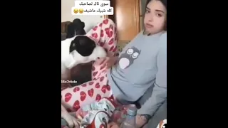 كلب يلحس الكسا 