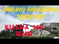 Download Lagu Burung Andobang (Takur api)\u0026punai.. akurasi harga mati, killua MMQ