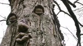 tazama miti yenye maumbo ya kibinadamu utashangaa sana