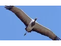 Download Golden Eagle Vs Demoiselle Crane | Planet Earth | BBC Earth mp4 3gp mp3 videos - waplic