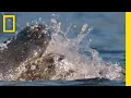 Surviving an Alligator Attack Something Bit Me
