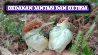 wow this is the difference between male and female perjak birds