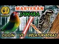 Download Lagu LOVEBIRD VS PELATUK BERAS - Masteran Tembakan Speed Rapattt