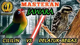 lovebird vs pelatuk beras masteran tembakan speed rapattt