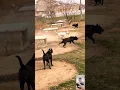 Download Lagu Giant Presa Canario – The Most Powerful Monster Dog on Earth! 😱🔥