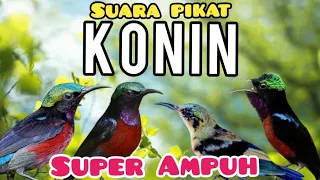 suara pikat burung kolibri ninja konin suara konin ribut