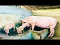 At What Age Are Pigs Called Piglets Weaners Growers And Matured