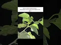 Download Lagu Aasa Kooda || video || (slowed+reverb) lofi song #love #trending #shorts #romantic #music