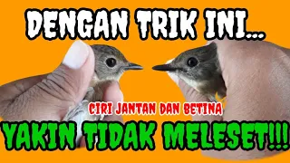 Download CIRI MENONJOL|| Perbedaan srdc jantan dan betina⁉️ MP3