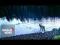 Cameras capture BC sea wolf raiding crab traps in first possible ‘tool use’