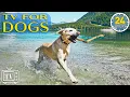 Download Lagu 24 Hours Anti Anxiety with Music for Dogs: Dog TV \u0026 Fast-Boredom Busting Videos for Dogs with Music