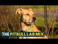 Pitbull Lab Mix Everything About the Loyal Loving Bullador