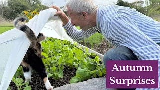 September No Dig Garden Tour – Harvests, Planting and Weeding