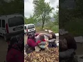 Download Lagu Fındık sezonu uzadıkça üreticinin hem bedeni hem de ruhu yoruluyor. Tarlada geçen uzun günler 🥹