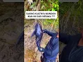 Download Lagu alasan kenapa ikan sapu sapu memiliki ketahanan tubuh yang sangat kuat #shorts