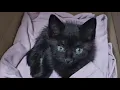 Download Lagu Rescued from the very bottom of a trash bin—she just wanted a little love!