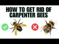 How To Get Rid Of Carpenter Bees AND NOT GET STUNG