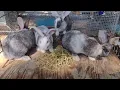 TAMUK rabbits