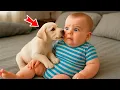 Download Lagu Papa bracht een hond mee naar huis voor zijn verlamde zoon, en toen gebeurde er iets ongelooflijks!