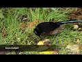 Papua New Guinea, July 2025 with guide Doug Gochfeld and FIELD GUIDES BIRDING TOURS