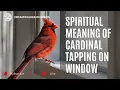 A Cardinal Tapped on Your Window This Is What It s Trying to Tell You
