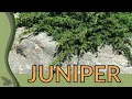 The Beginner s Guide to JUNIPER Juniperus