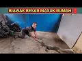 Download Lagu “Niat Berburu Ular, Malah Rescue Biawak Raksasa Masuk Rumah‼️”