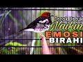 Download Lagu Suara Anis Kembang Betina Birahi Ngleper Nritik