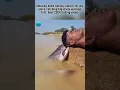 Download Lagu linggang guli guli guli fish 🐠 😂 #fishing #sing #blackhead #funny